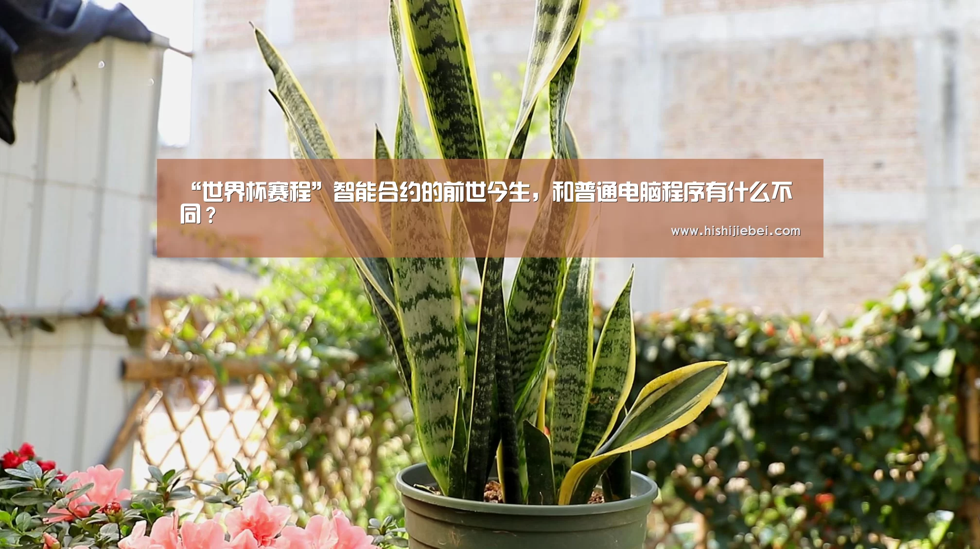 “世界杯赛程”智能合约的前世今生,和普通电脑程序有什么不同?(图1) 世界杯赛程